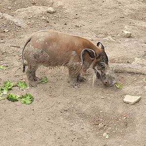Red river hog -Réserve Africaine de Sigean (2022)