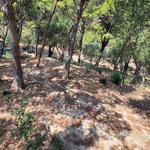 Red river hog exhibit -Réserve Africaine de Sigean (2022)