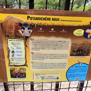 Red river hog sign -Réserve Africaine de Sigean (2022)