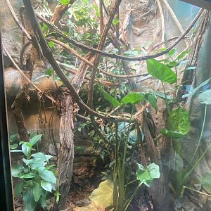 Reptile House - Emerald skink exhibit 040822
