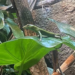 Reptile House - Emerald skink 040822