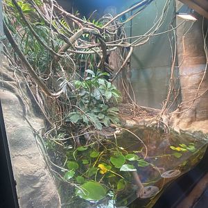 Reptile House - McCord's snake-necked turtle and Green tree monitor exhibit 040822