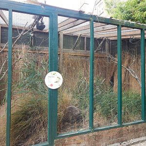 Village weaver aviary 040822