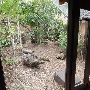 Narrow-striped boky exhibit 040822