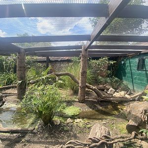 Dark cusimanse exhibit 040822