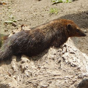 Dark cusimanse 040822