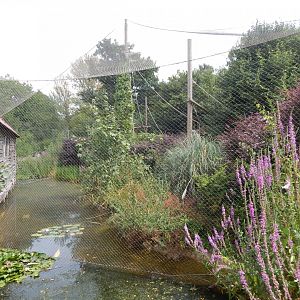 Siamang enclosure 040822