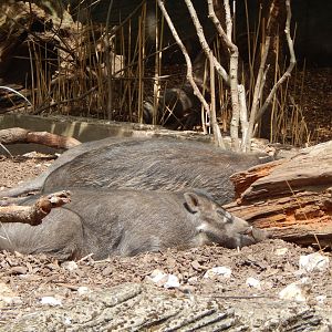 Visayan warty pigs 040822