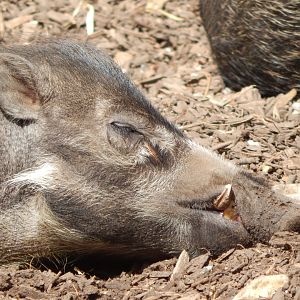 Visayan warty pig 040822