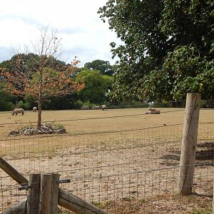 Southern white rhinoceroses 040822