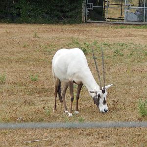 Arabian oryx 040822