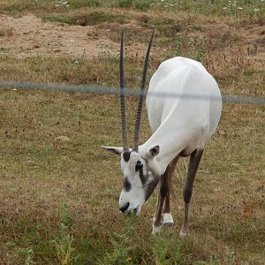 Arabian oryx 040822
