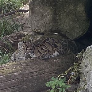 Indochinese clouded leopard 040822