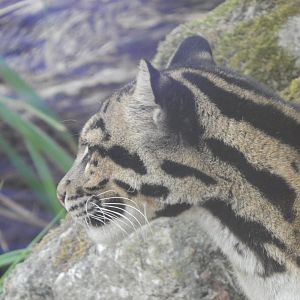 Indochinese clouded leopard 040822