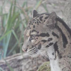 Indochinese clouded leopard 040822