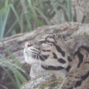 Indochinese clouded leopard 040822