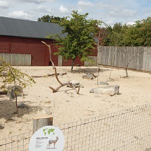 Kirk's dik-dik enclosure 040822