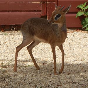 Kirk's dik-dik 040822