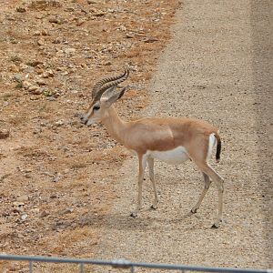 Saharan dorcas gazelle 040822