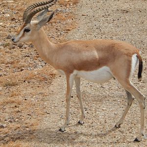 Saharan dorcas gazelle 040822