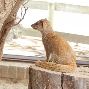Yellow mongoose 040822