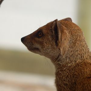 Yellow mongoose 040822
