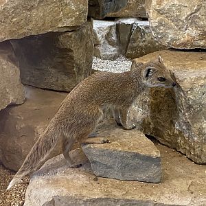 Yellow mongoose 040822