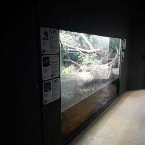 Tropical House - Utila spiny-tailed iguana and Rio Cauca caecilian 040822