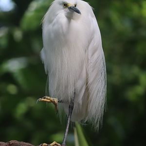 Tropical Rainforest - Snowy Egret