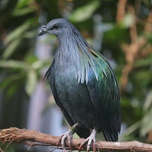 Tropical Rainforest - Nicobar Pigeon