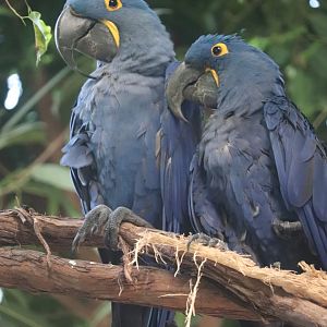 Tropical Rainforest - Hyacinth Macaw