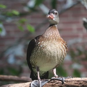 Tropical Rainforest - ???