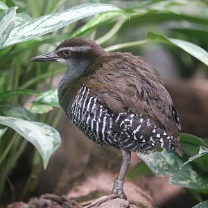 Tropical Rainforest - Guam Rail