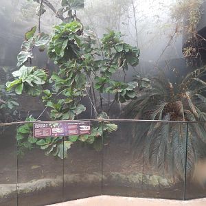 Tropical House - Crocodile monitor exhibit 040822