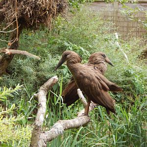 Walkthrough Aviary - Hamerkops 040822
