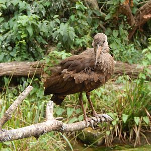 Walkthrough Aviary - Hamerkop 040822