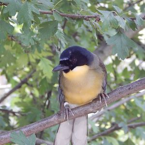 Walkthrough Aviary - Blue-crowned laughingthrush 040822