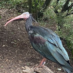 Walkthrough Aviary - Waldrapp 040822
