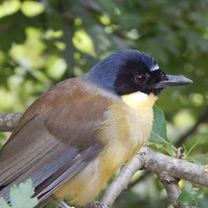 Walkthrough Aviary - Blue-crowned laughingthrush 040822
