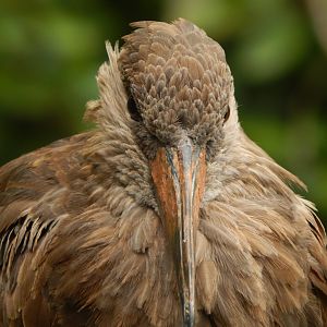 Walkthrough Aviary - Hamerkop 040822