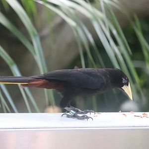 Tropical Rainforest - Crested Oropendola