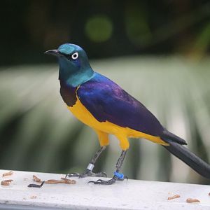 Tropical Rainforest - Golden-Breasted Starling