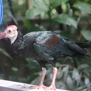 Tropical Rainforest - Southern Bald Ibis