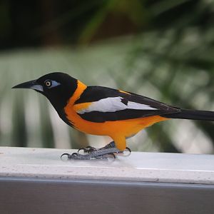 Tropical Rainforest - Venezuelan Troupial