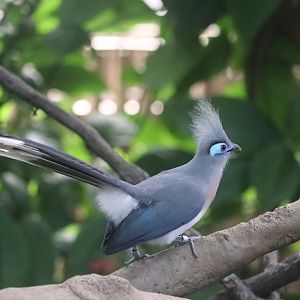 Tropical Rainforest - Crested Coua