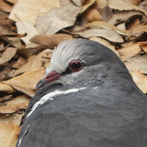 Wonga pigeon 040822