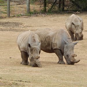 Southern white rhinoceroses 040822