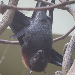 Canary’s Call - Malayan Flying Fox