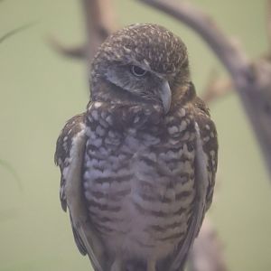 Canary’s Call - Burrowing Owl