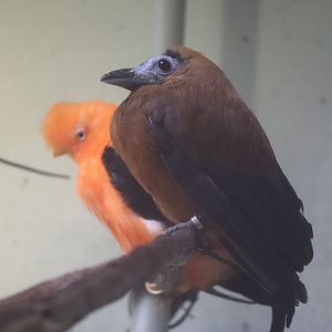 Canary’s Call - Capuchinbird